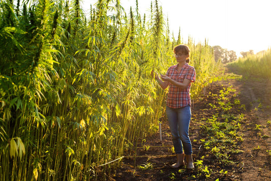 ‘Landrace’ Strains vs. Cultivars